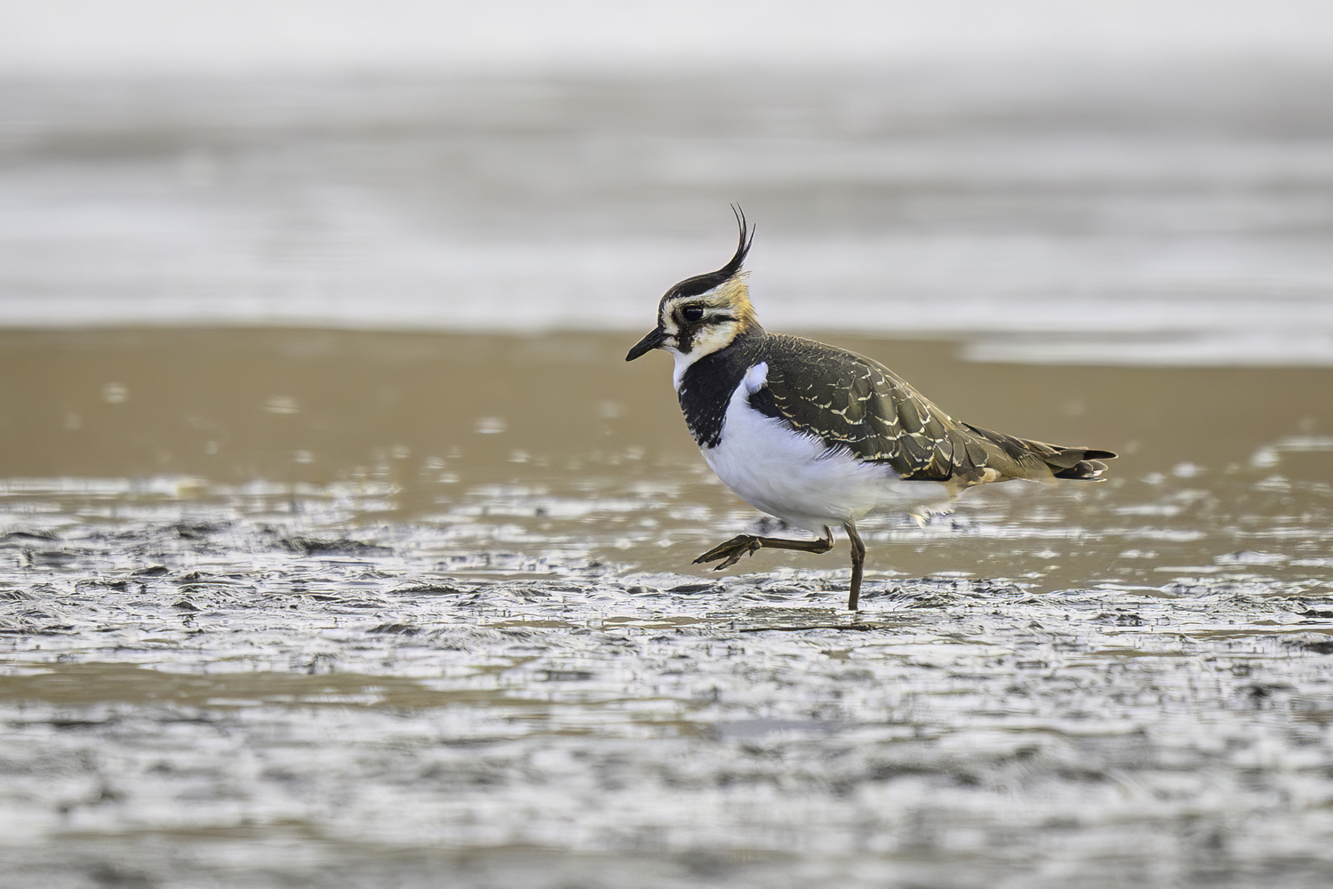 A Northern lapwing on the move at Sagaponack Pond.   MARIANNE BARNETT