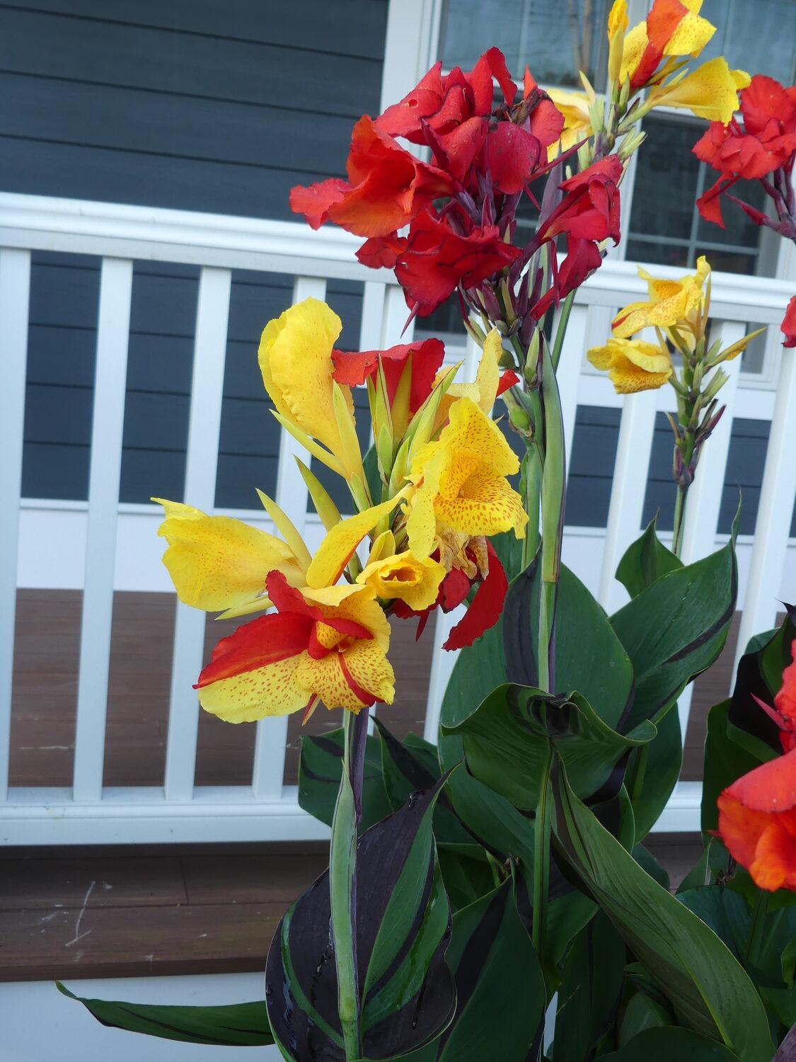 Cannas are usually tall with their flowers emerging above the foliage. In spite of their height they rarely need staking, but if you get nervous about loosing the blooms in the wind then single, discrete stakes can be used. Careful not to push the stakes through the tubers though.  ANDREW MESSINGER