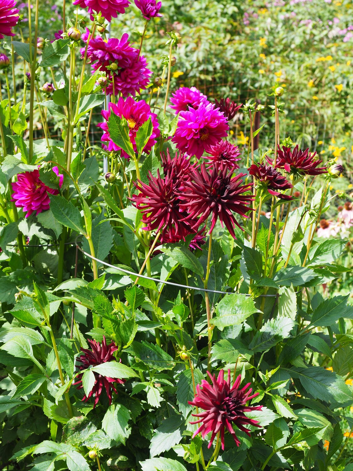 Several mature dahlia plants, one with a cactus-style flower while the one in the background is a double-flowered type. In the center of the picture note the horizontal wire.  This is the top of a cage (tomato cages can be used) that supports the weight of the blooms. Such a cage has to be added early on as the mass of the plant makes it very difficult to install at the fully grown stage.  ANDREW MESSINGER