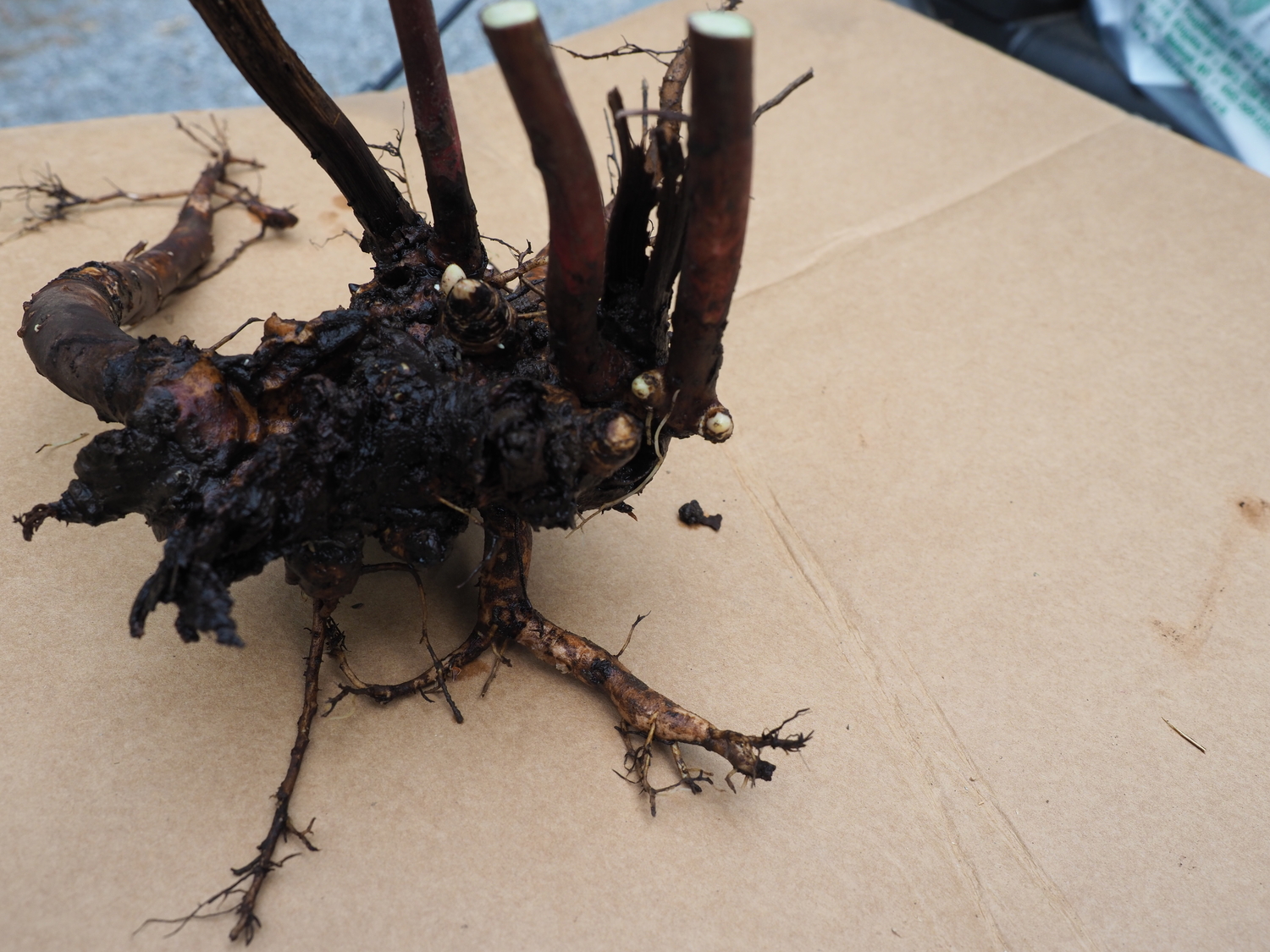 A dahlia tuber having just being dug and trimmed. It needs to dry out before being packed for winter storage but with over seven new 