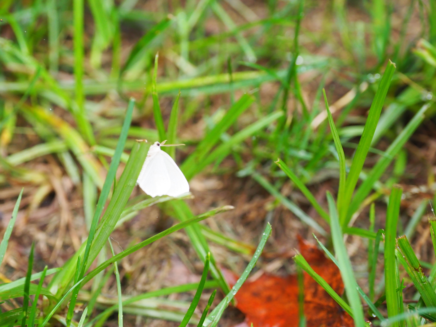 The cabbage butterfly is usually white but can also be a light yellow. The butterflycan be found on many plants, but it will only lay eggs that produce feeding larvae on cabbages. ANDREW MESSINGER