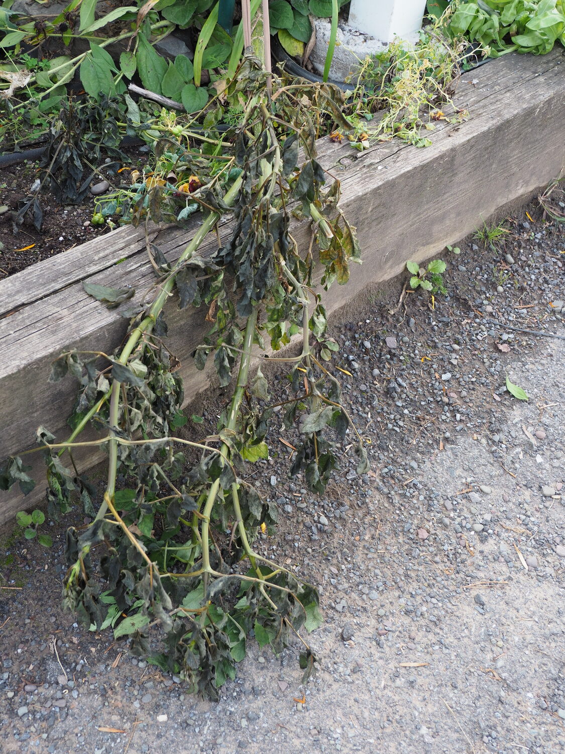 One frosty night can result in the tops of tuberous dahlias being killed. As a result, the tubers can rot in the ground shortly thereafter.  
ANDREW MESSINGER