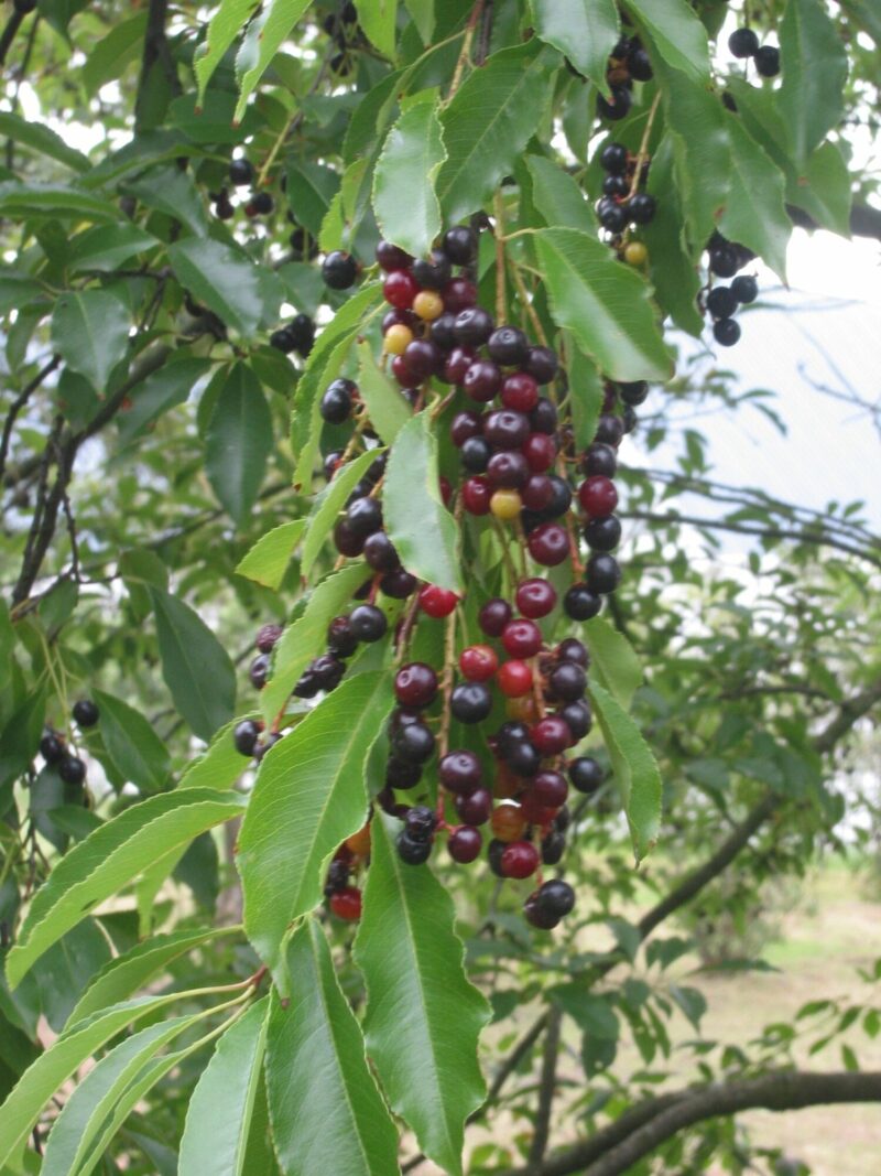 Black cherry, Prunus serotina.  RASBAK/WIKIMEDIA COMMONS, CC BY-SA 3.0