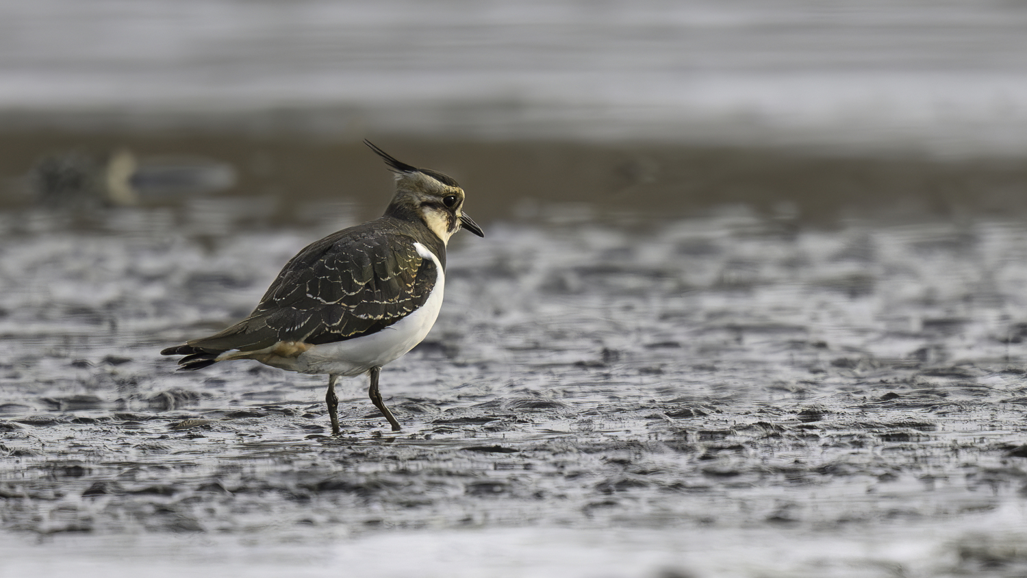 A Northern lapwing searching for food in the mudflat at Sagaponack Pond.   MARIANNE BARNETT