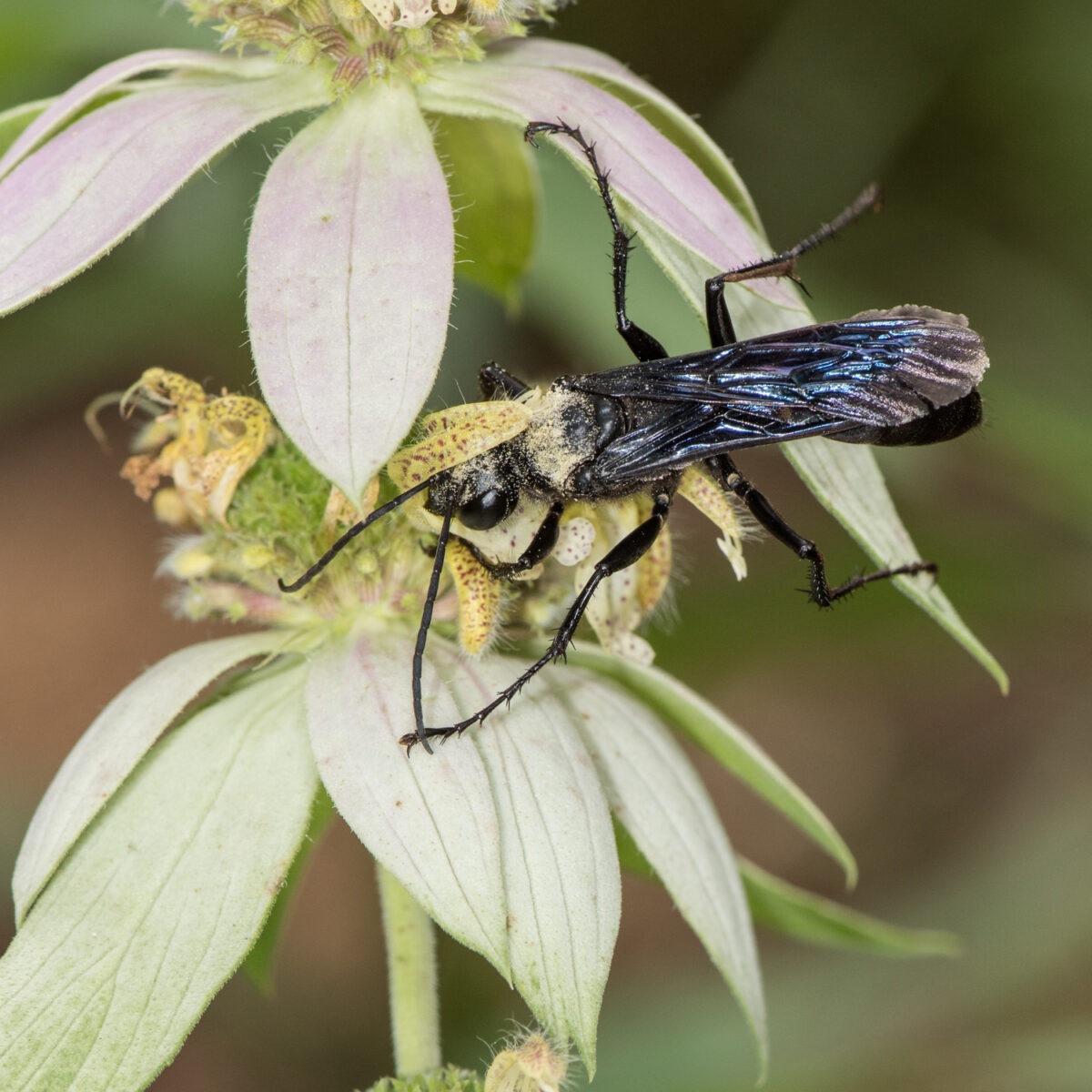 Great black wasp, Sphex pensylvanicus. HEATHER HOLM