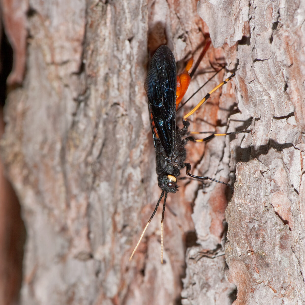 Black-and-red horntail wasp, Urocerus cressoni. HEATHER HOLM