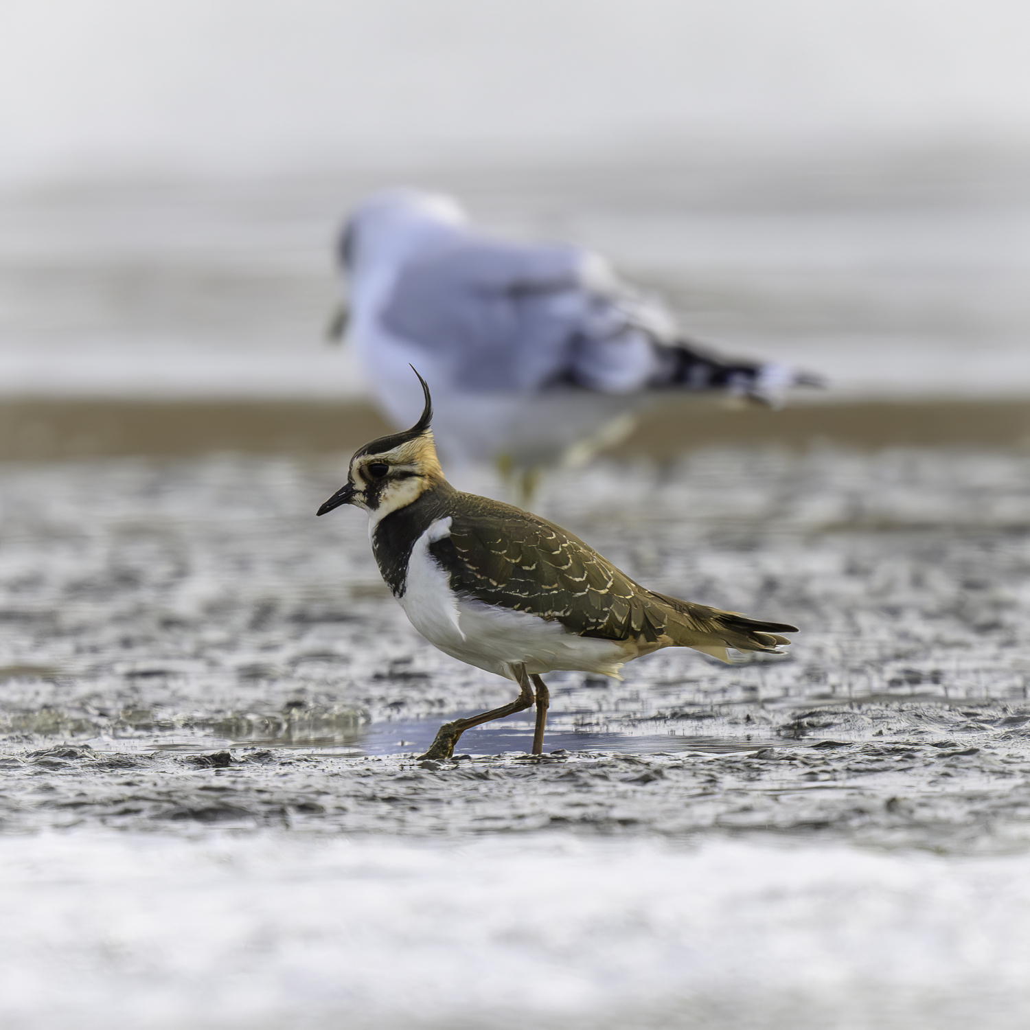 A Northern lapwing walking in front of a seagull at Sagaponack Pond.   MARIANNE BARNETT