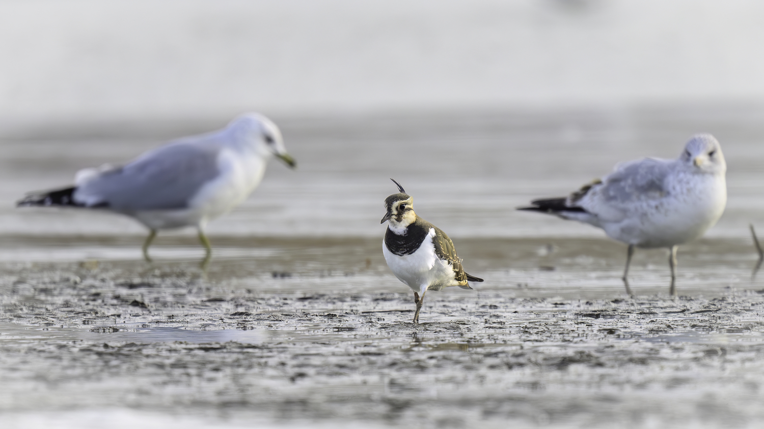 A seagull asking the Northern lapwing, who are you and why are you here?   MARIANNE BARNETT