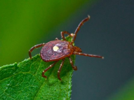 Ticks and Tick-Borne Disease – What You Need to Know!