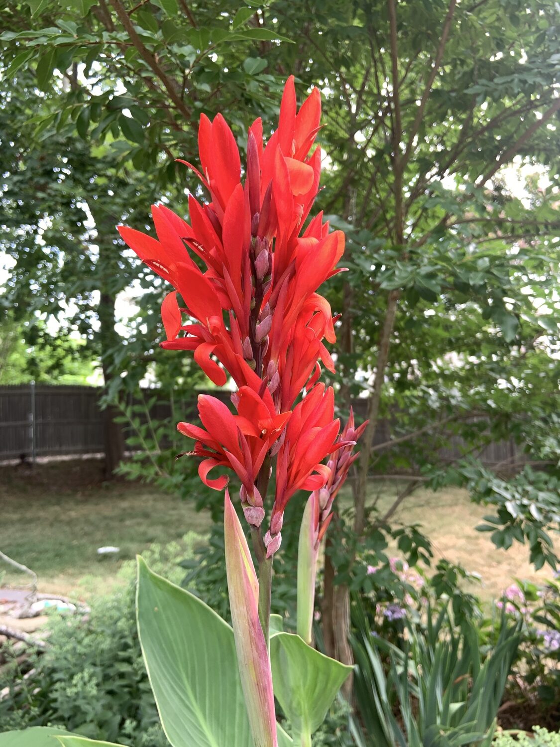 A red canna lily. BRENDAN J. O'REILLY