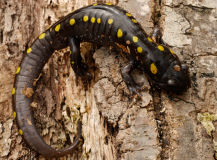 Annual Spotted Salamander Search with Andy Sabin