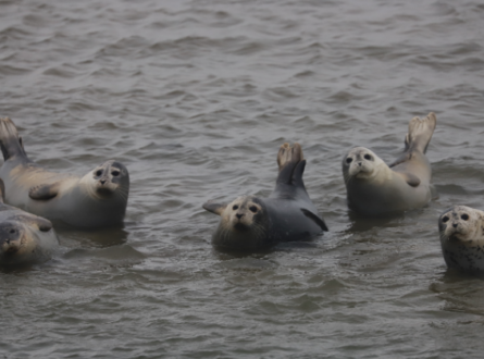 AMSEAS Seal Watching Cruise in Shinnecock Bay