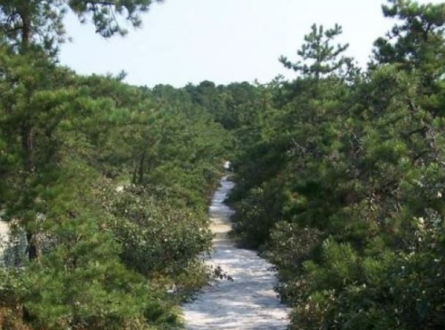 Guided Hike to the Dwarf Pines