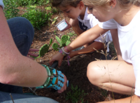 Celebrate National Plant a Flower Day: Planting Native Flowers