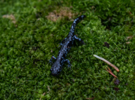 Another Blue-spotted Salamander Search with Andy Sabin