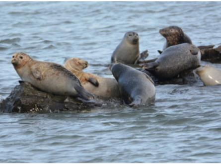 SOFO’s East End Outdoor Nature Education with Crystal at Cupsogue County Park, Westhampton