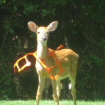 The Evelyn Alexander Wildlife Rescue Center of the Hamptons fields anywhere between 200 and 300 calls annually for deer rescue. A new rule change from the DEC this year is hampering the center's efforts to carry out deer rescue operations. COURTESY EVELYN ALEXANDER WILDLIFE CENTER OF THE HAMPTONS