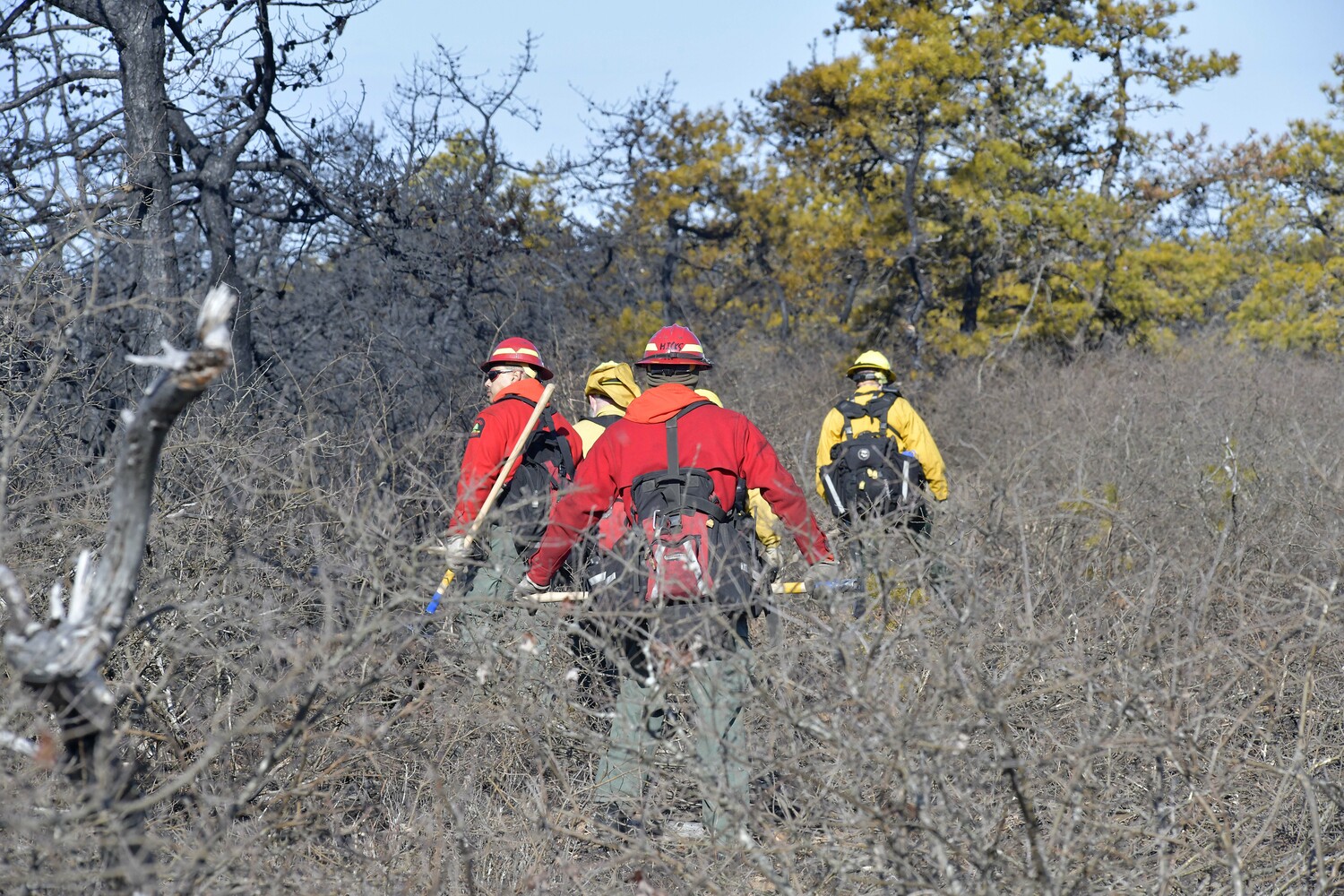 NYSDEC forest ranges check for 