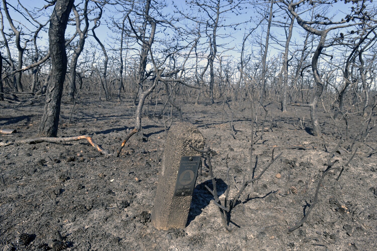 A portion of Old Riverhead Road in Westhampton charred by the wildfire.  DANA SHAW