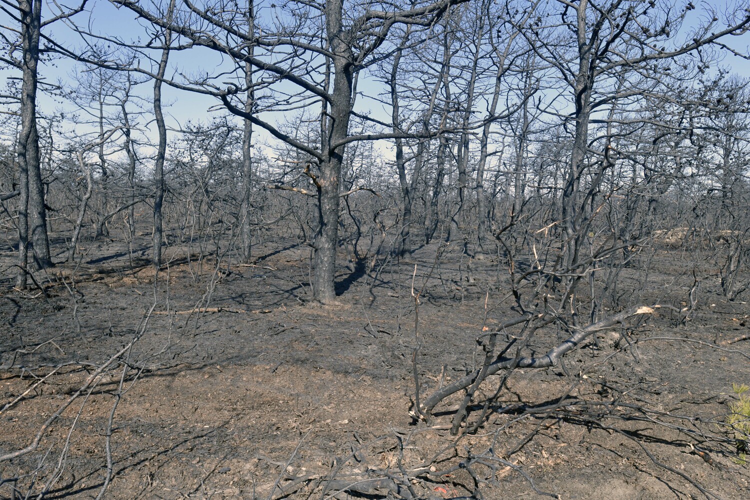 A portion of Old Riverhead Road in Westhampton charred by the wildfire.  DANA SHAW