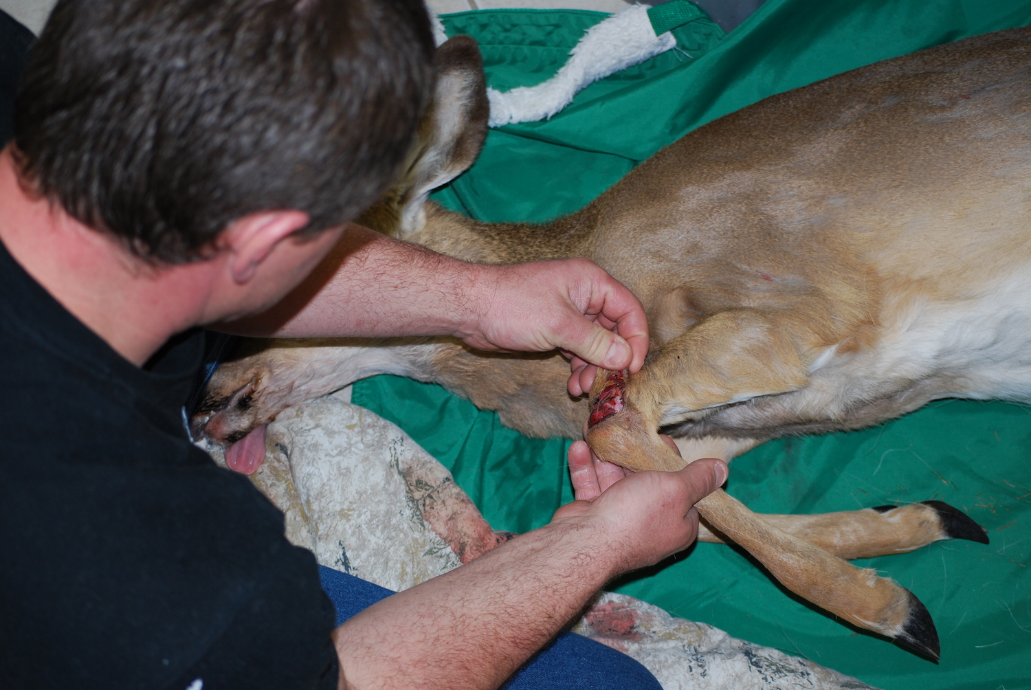 The Evelyn Alexander Wildlife Rescue Center of the Hamptons fields anywhere between 200 and 300 calls annually for deer rescue. A new rule change from the DEC this year is hampering the center's efforts to carry out deer rescue operations. COURTESY EVELYN ALEXANDER WILDLIFE CENTER OF THE HAMPTONS