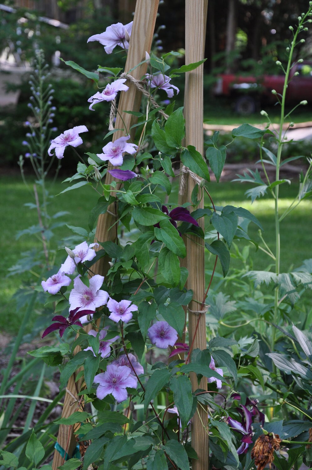 My first attempts at a Clematis growing structure was made from 1-inch-square eight-foot-tall pieces of pressure treated lumber.  While this worked the lumber was not at all aesthetic and detracted from the entire project.  ANDREW MESSINGER