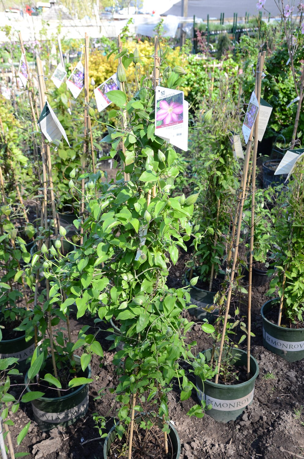 In late May and early June you can purchase well-established clematis vines trained and in flower at local garden centers. It’s a bit of a challenge planting these without damaging a stem or two, but it can be done. Great for those needing nearly instant gratification.  ANDREW MESSINGER