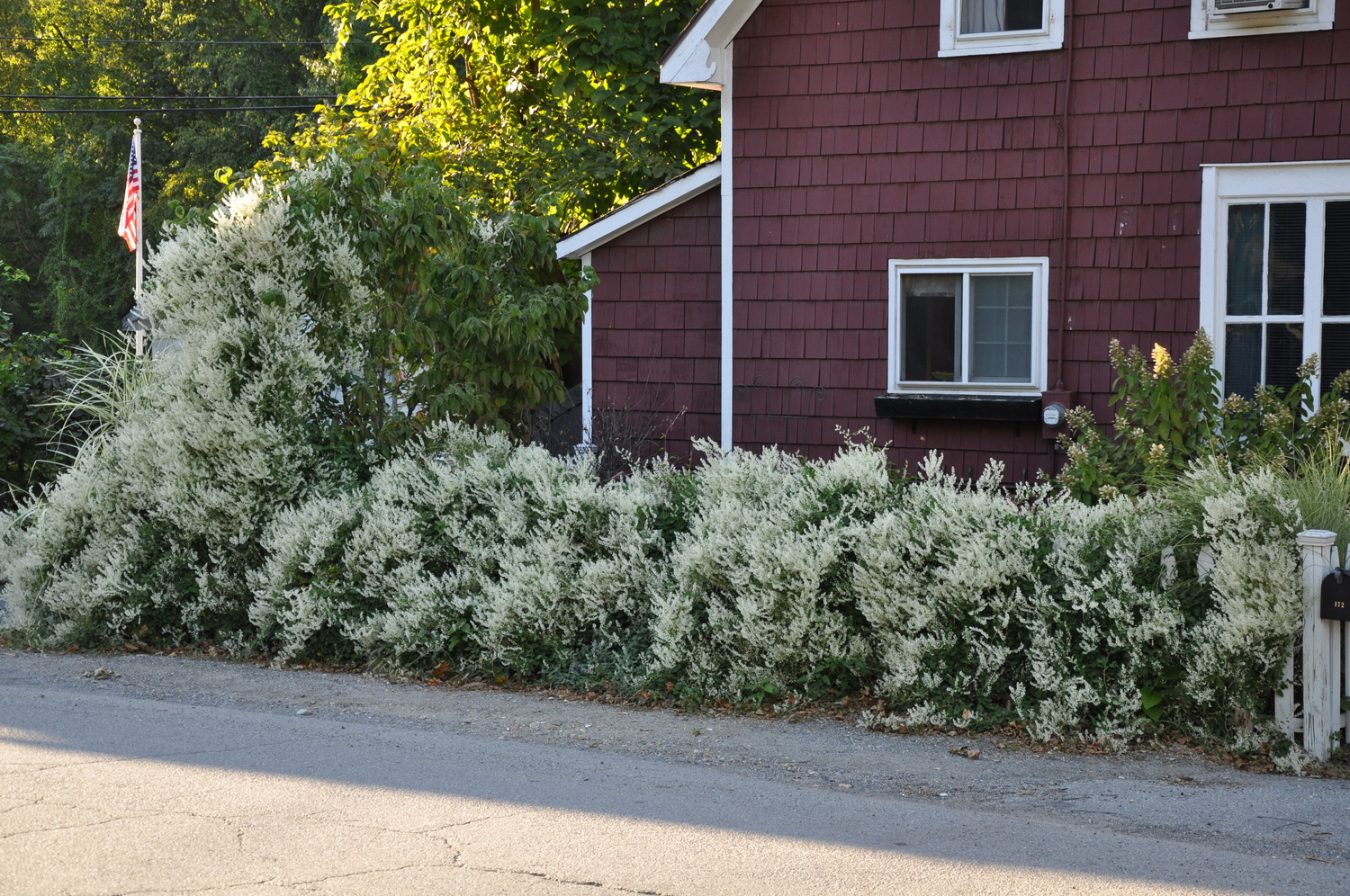 The nonnative and invasive Clematis terniflora looks great as it takes over the front of this house, but note how it’s invading the Rhododendron at the left rear of the picture.  ANDREW MESSINGER