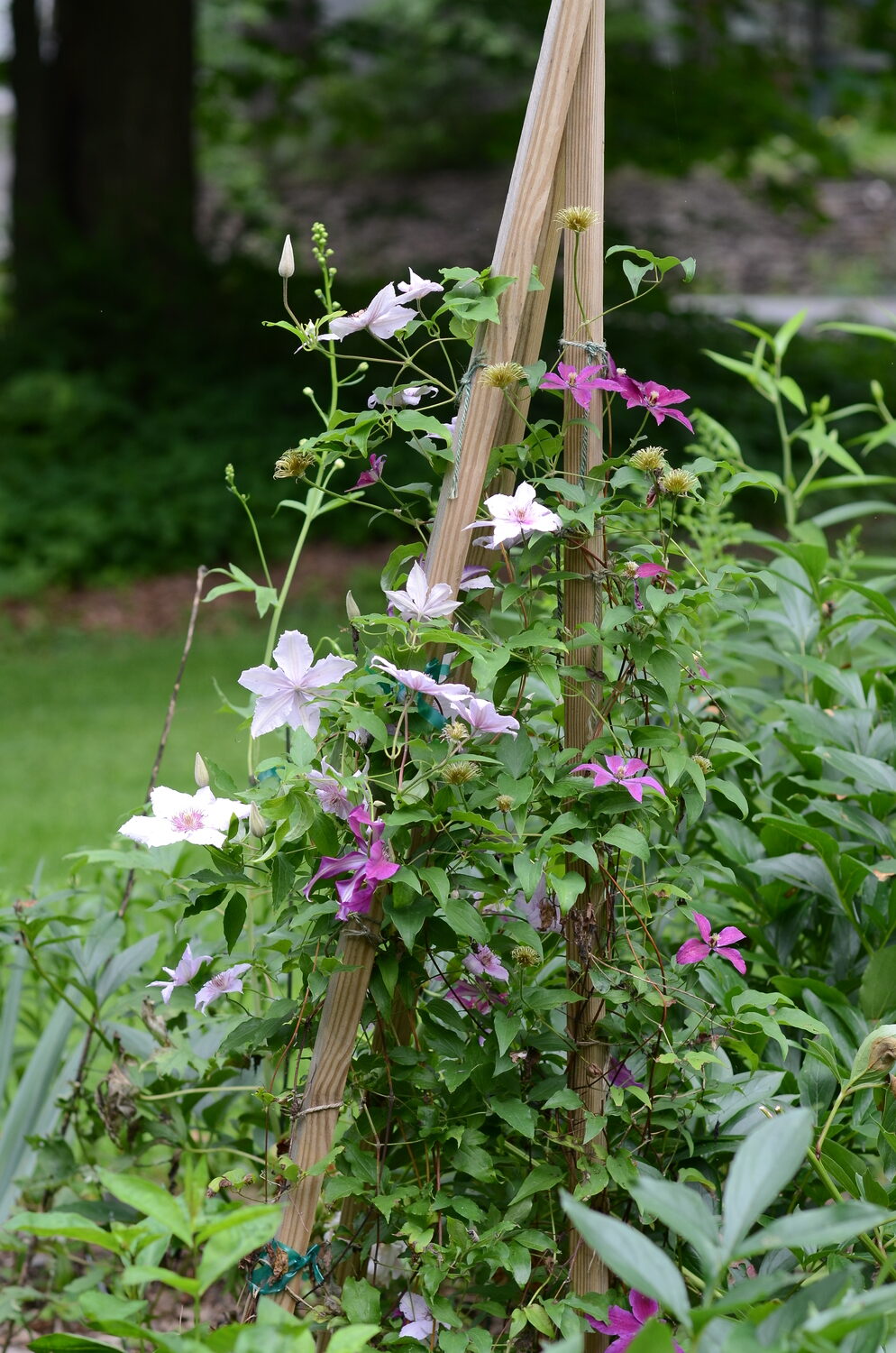 When Clematis vines are in their quick-growth stage in May you only need to ignore them for a few days and their vines will begin to wqnder. This is one plant that usually needs to be 