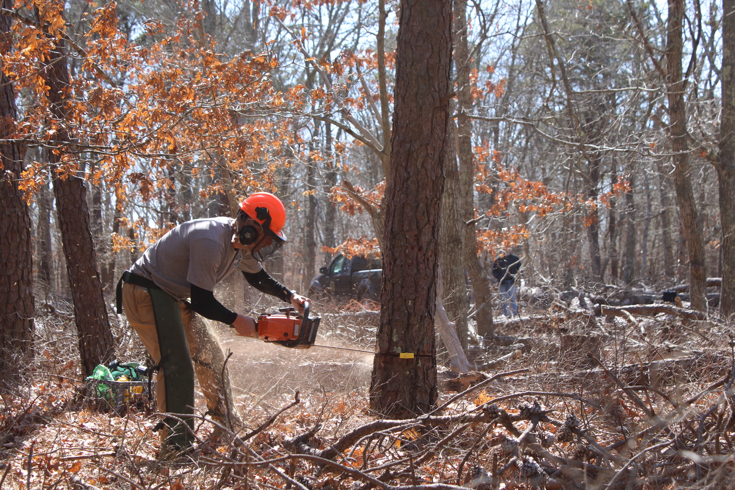 Andy Drake, an environmental analyst with East Hampton Town, begins the process of felling a beetle-infested tree on Friday, March 14. JACK MOTZ