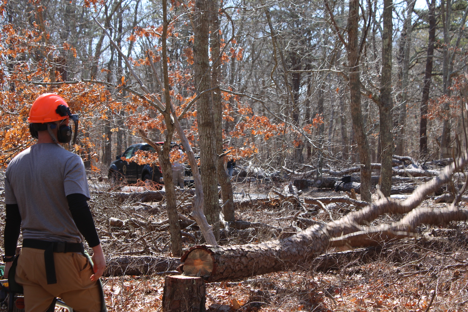 Andy Drake, a senior environmental analyst for East Hampton Town, watches a beetle-infested tree fall on Friday, March 14. JACK MOTZ