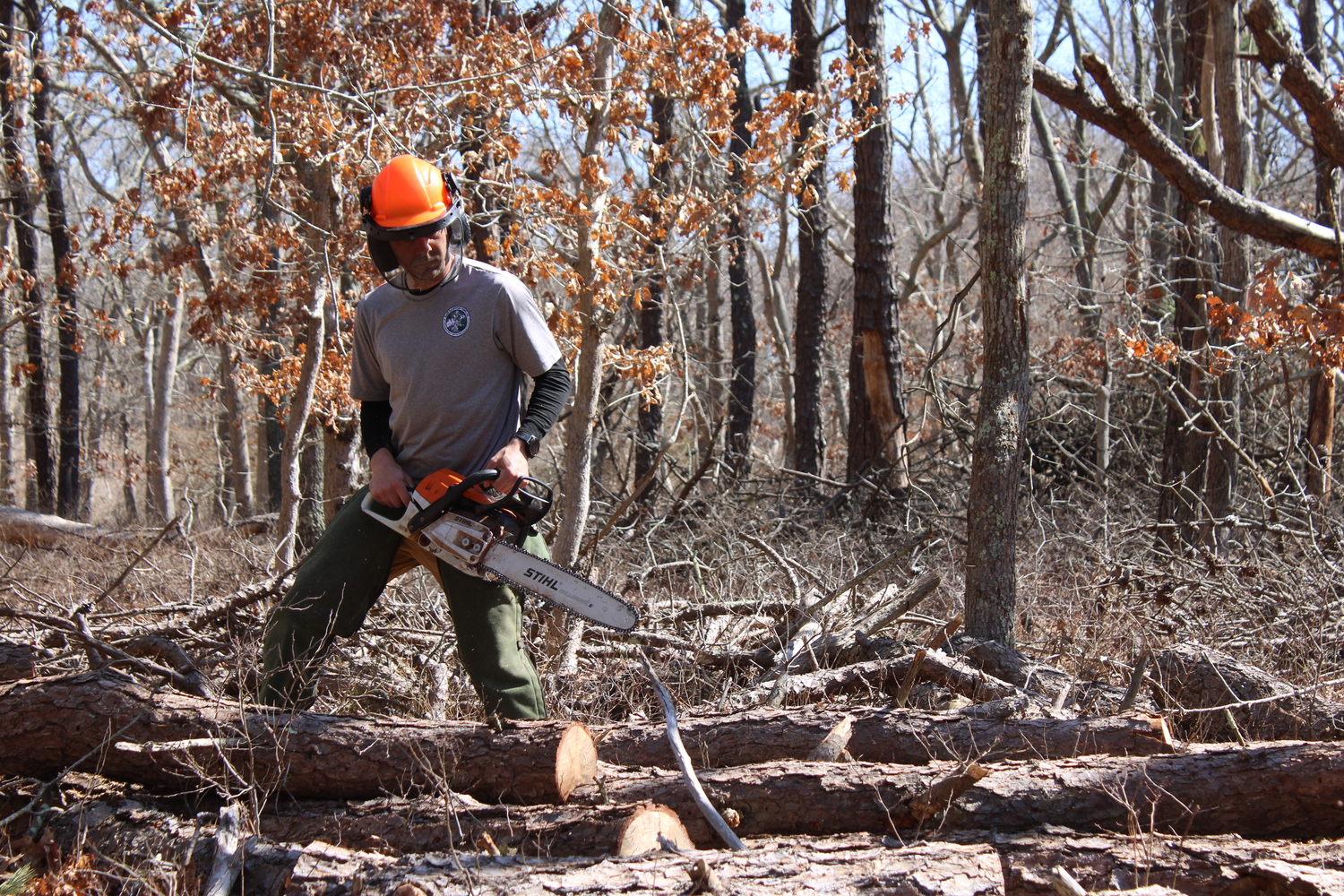 Andy Drake, a senior environmental analyst for East Hampton Town, slices a recently felled beetle-infested tree on Friday, March 14.