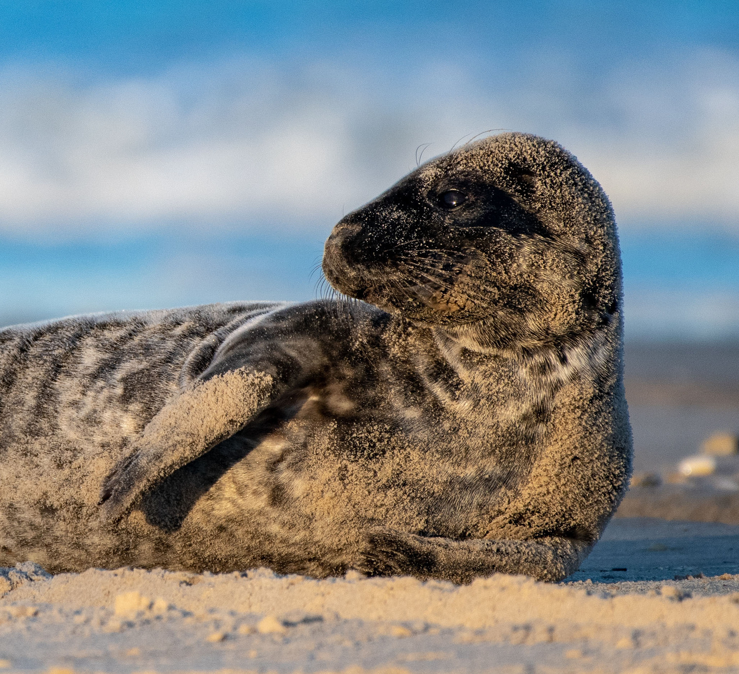 A gray seal pup on Mecox Beach.   MARIANNE BARNETT