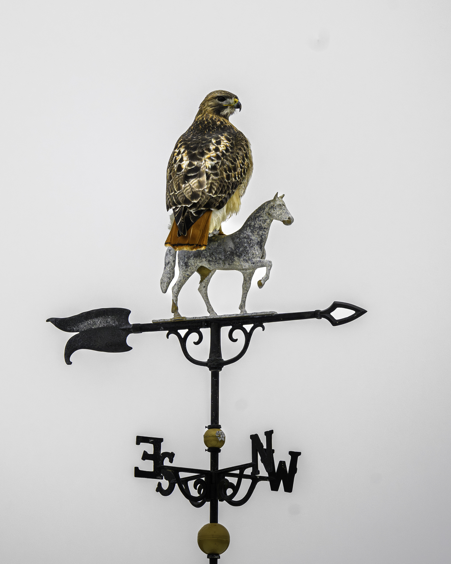 A red-tailed hawk perched on the weather vane at Hank's Pumpkintown, Water Mill.  MARIANNE BARNETT