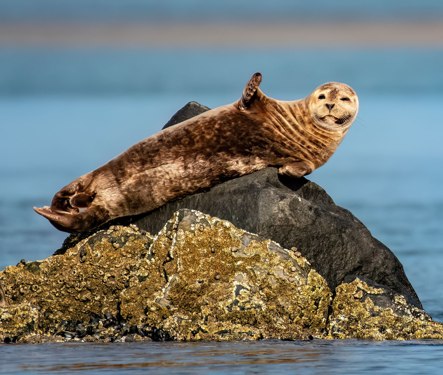 A harbor seal at Montauk on the rocks.  MARIANNE BARNETT