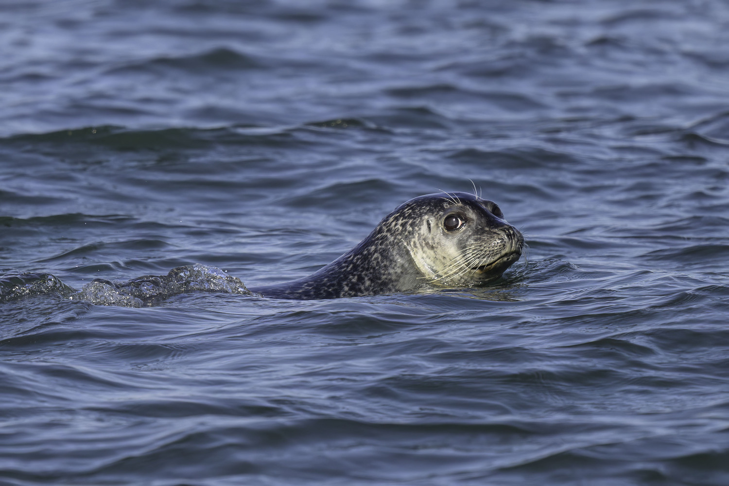 A harbor seal taking a drive by at Shinnecock Inlet.  MARIANNE BARNETT