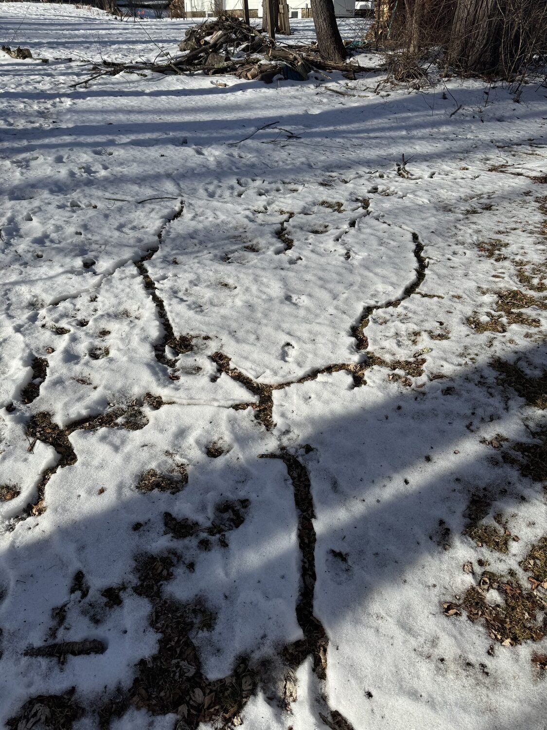 As the snow melted the vole trails were painfully obvious. Did the owl thin them out or will it be another season of damage and trapping? ANDREW MESSINGER