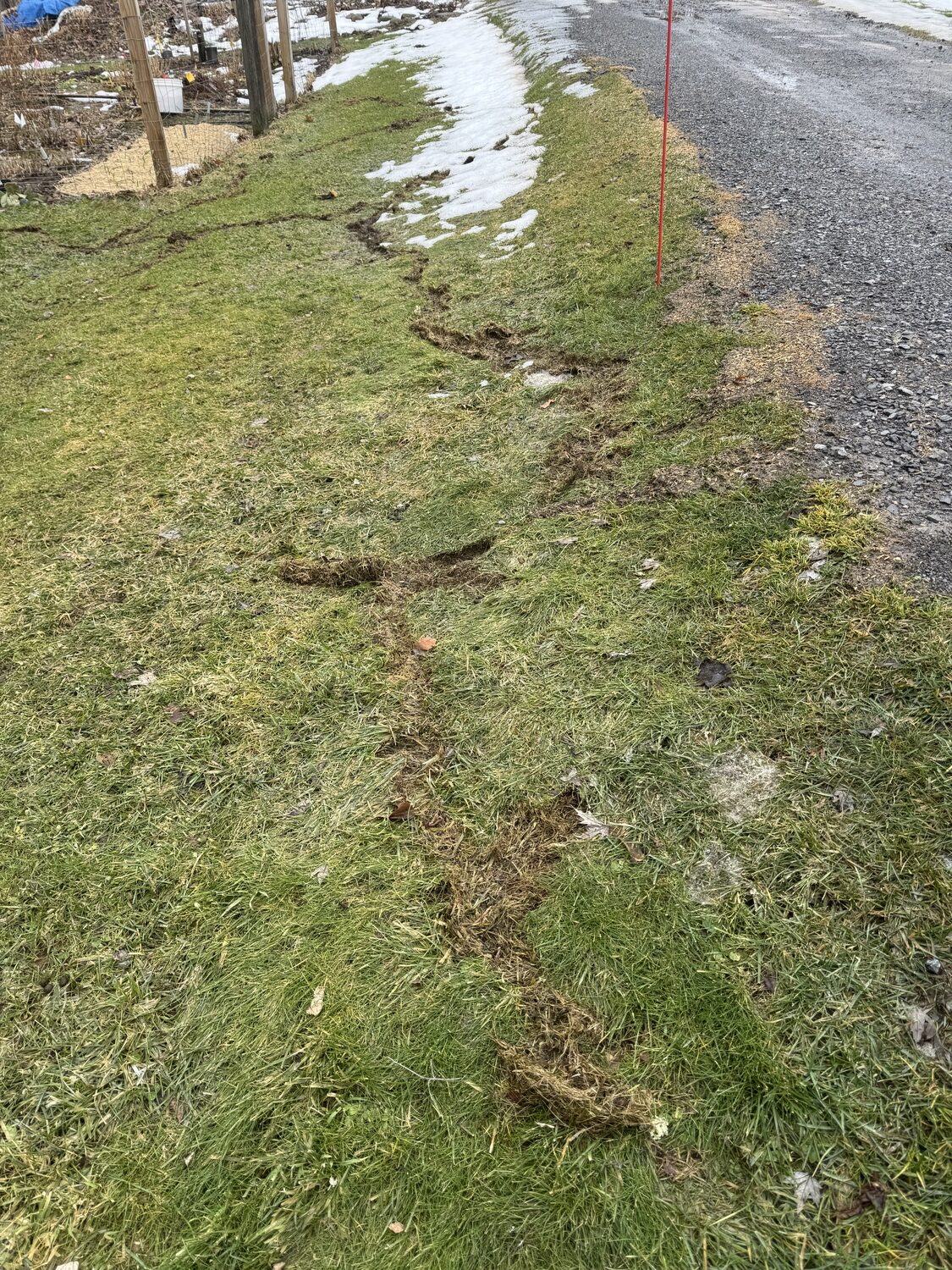 With the snow mostly melted the vole trails, not tunnels, become visible. This network stretched 50 feet long but seemed to be after the perennial crowns in the trial garden at the top left. ANDREW MESSINGER