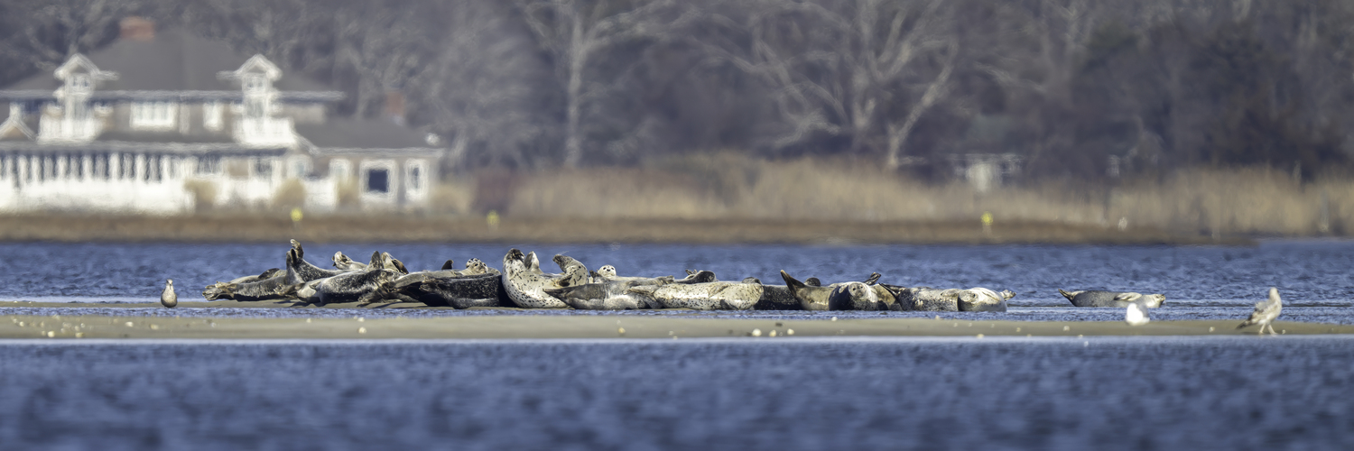 A large pod of harbor seals at Cupsogue Beach.   MARIANNE BARNETT