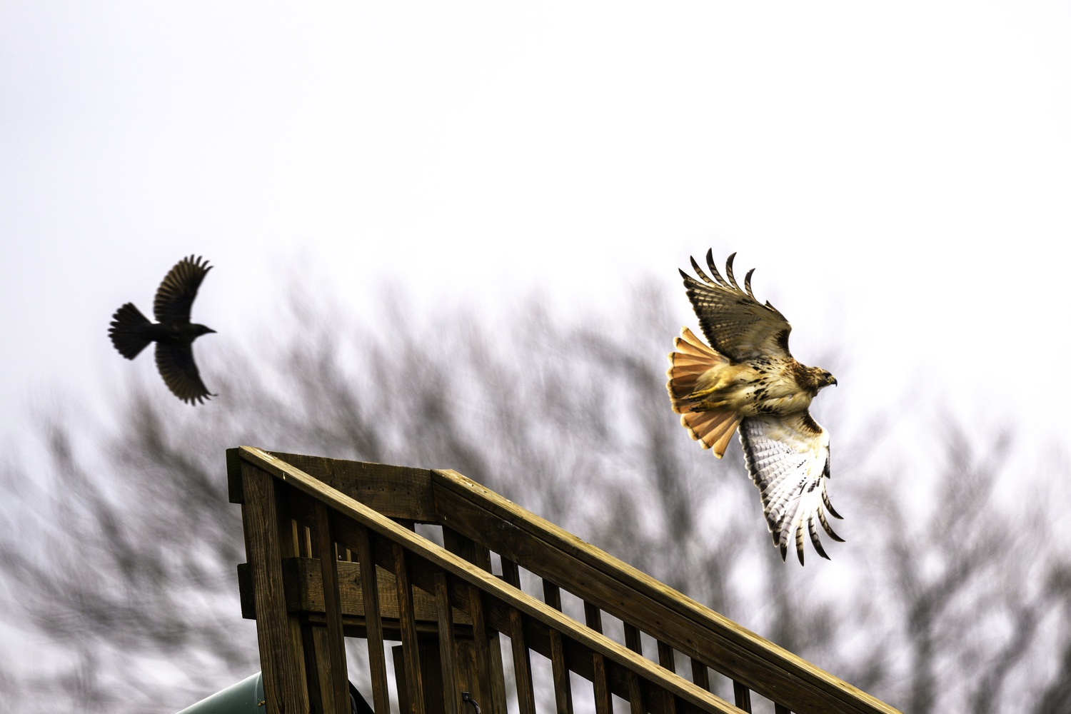 A red-tailed hawk being harassed by a crow by the children's slide at Hank's Pumpkintown.  MARIANNE BARNETT