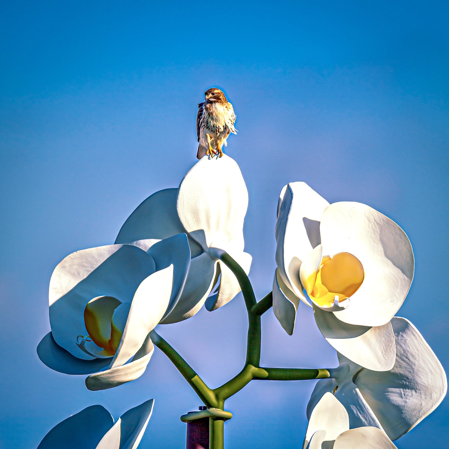 A red-tailed hawk perched on the orchids sculpture at the Parrish Art Museum.   MARIANNE BARNETT