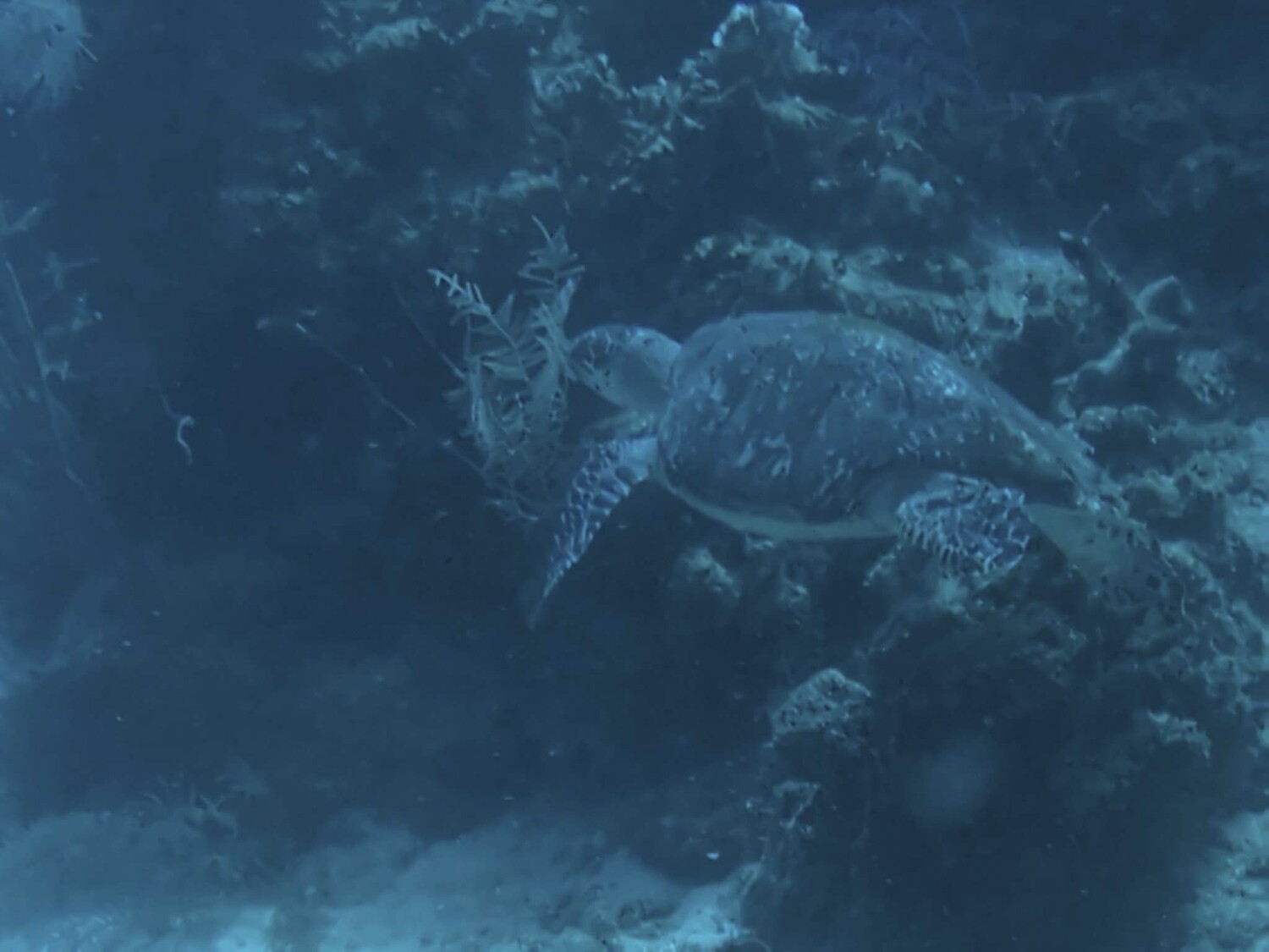 Abby Falkowski observed sea turtles like this one, as well as other marine species such as seahorses, tropical fish, and coral, during her dives in Roatán.         COURTESY FALKOWSKI FAMILY