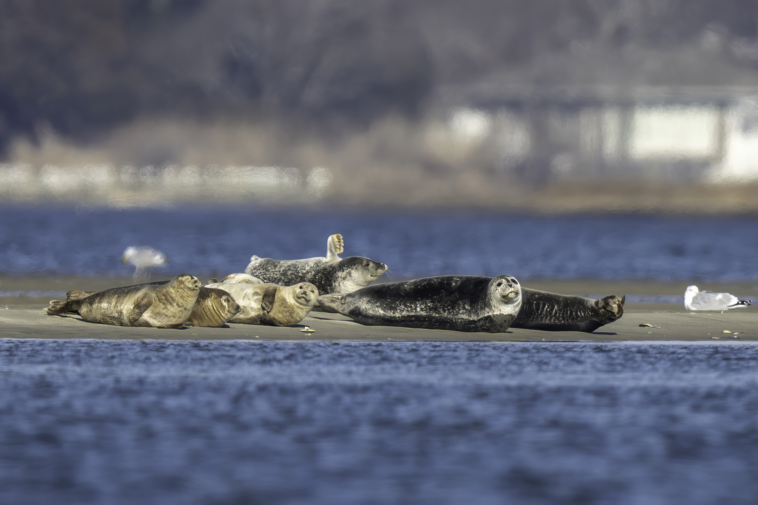 A small pod of harbor seals at Cupsogue Beach.   MARIANNE BARNETT