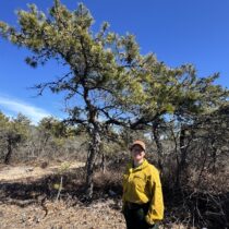 The dwarf pines prevalent in the area of the Pine Barrens that caught fire over the weekend make it much easier for a brush fire to spread quickly than in a pitch pine forest that makes up the bulk of the Pine Barrens. Polly Weigand, an ecologist with the nonprofit Forest Stewards Guild, said that Saturday's fire was a necessary event for the Dwarf Pine Plains that surround Gabreski Airport in Westhampton and that fires would naturally be expected to occur every 10 to 20 years. The area did not burn during the 1995 Sunrise Fire. MICHAEL WRIGHT