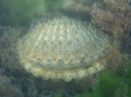 Bay Scallops: An Iconic Long Island Species