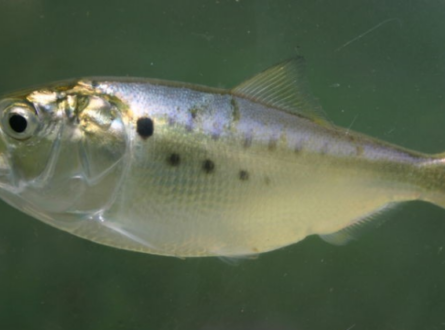 The Eye in the Sky: Surveying Atlantic Menhaden & Their Predators with Drones and Satellites