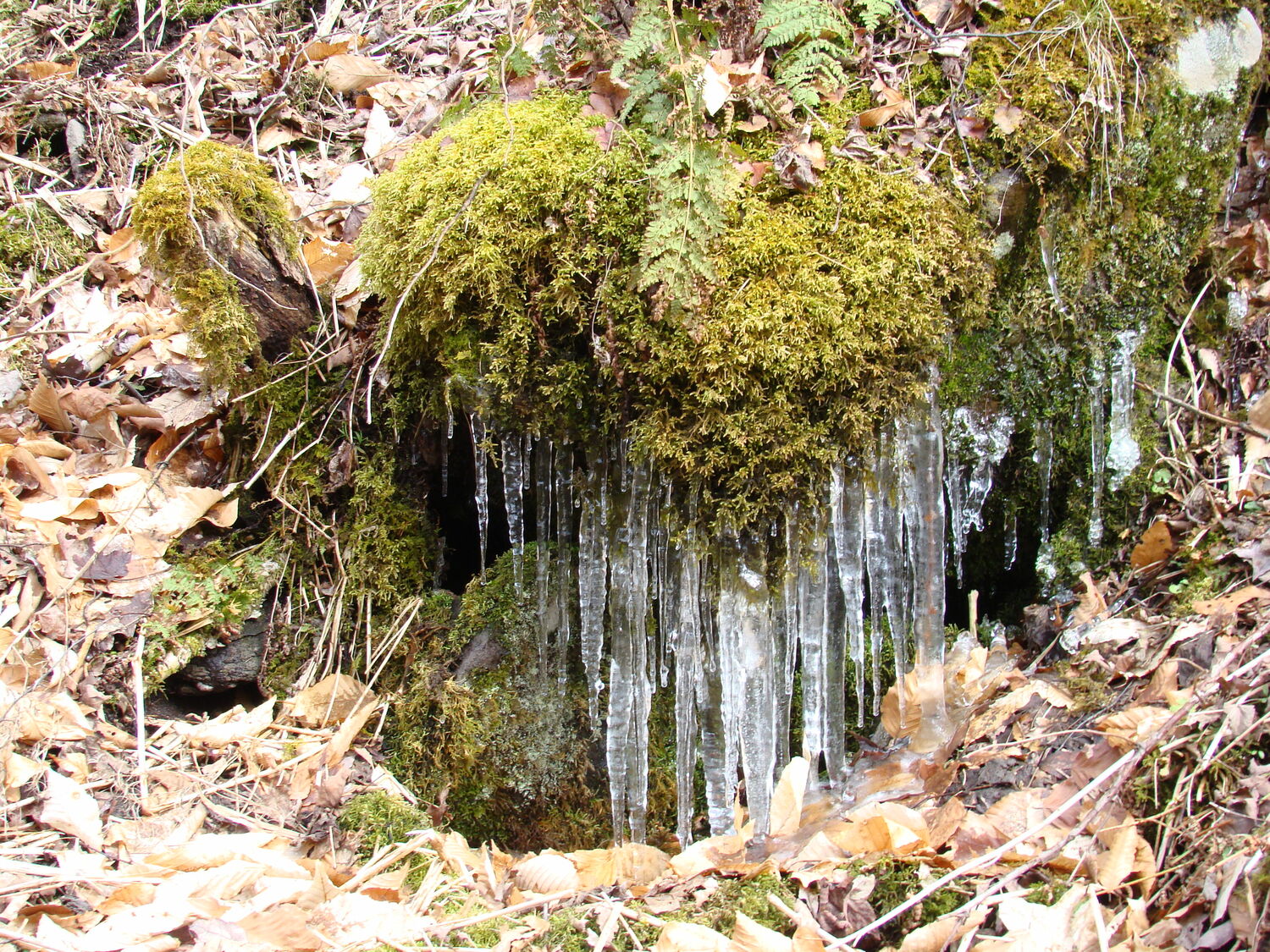 In late winter when it was in the 20s, water freezes in icicles at a woodland seep. The water runs across once-exposed rocks that moss now thrives on.ANDREW MESSINGER