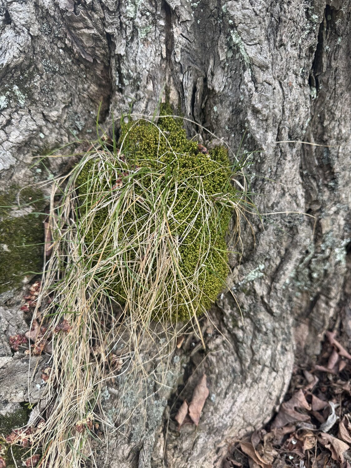 At the base of a 100-year-old maple tree a clump of moss has established and some grass plants have found a home within the moss. Mosses are often found growing with or near lichen, which is the grey-green on the bark in spots around the moss. ANDREW MESSINGER