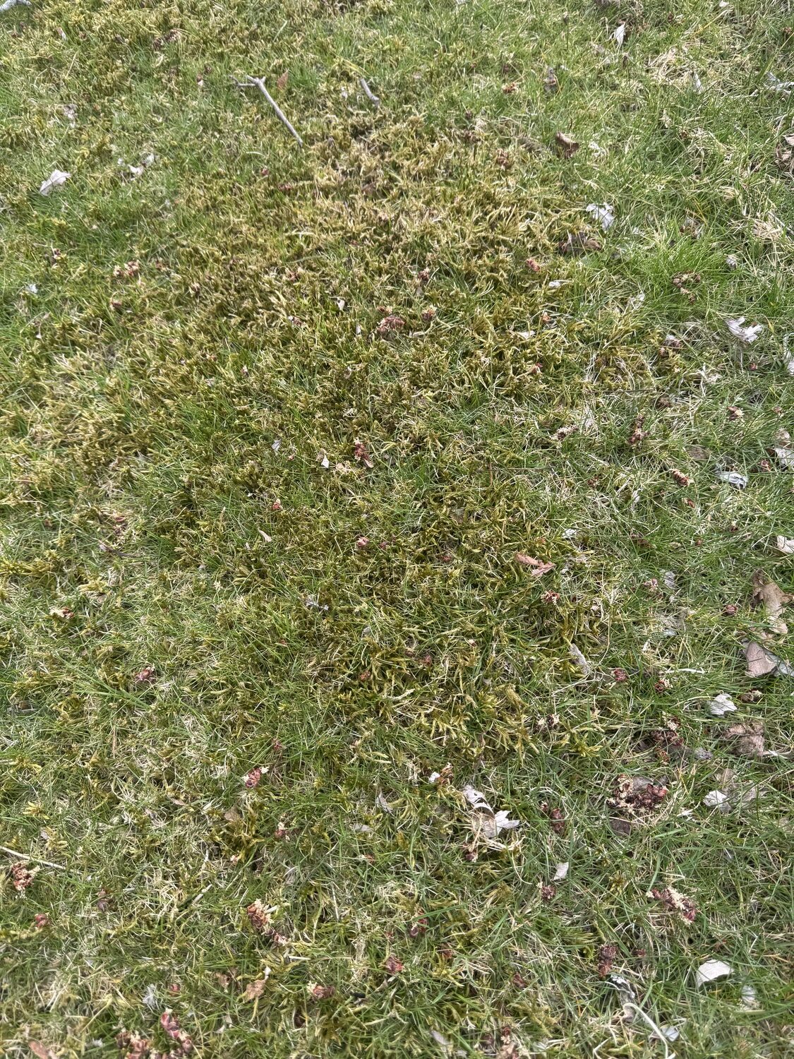 This is Sphagnum moss growing in a lawn area that’s slightly damp. It feels like walking on a soft, pillowy carpet.  ANDREW MESSINGER