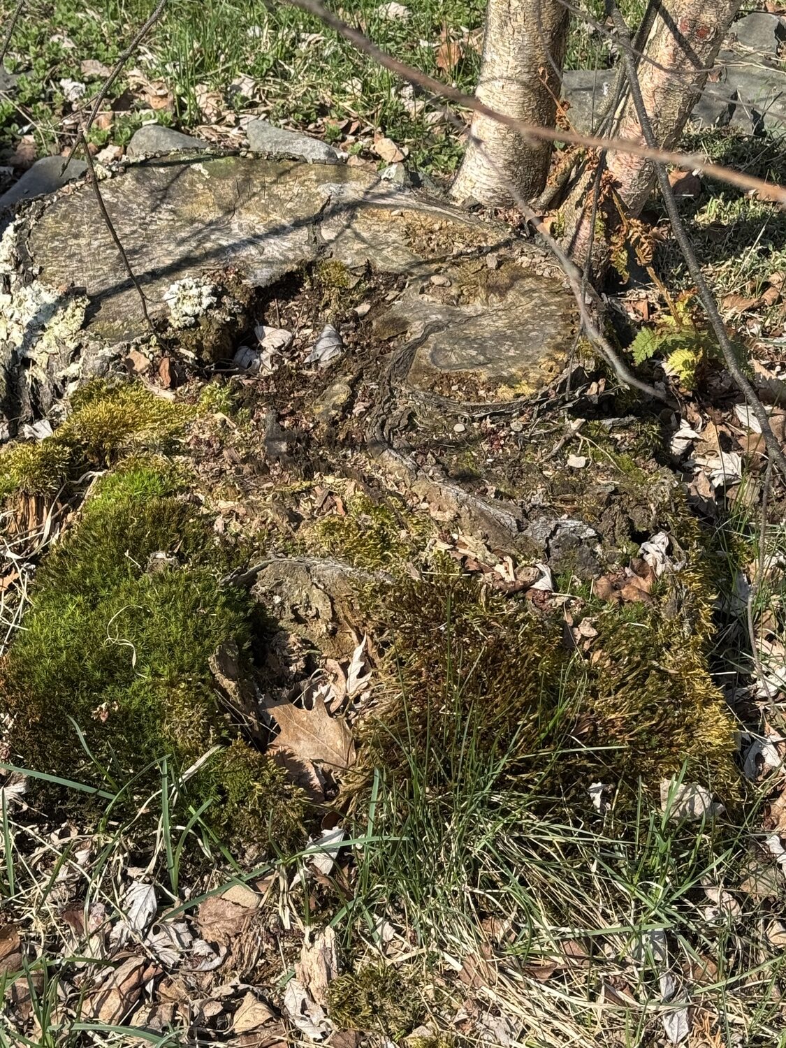 Moss growing around the stump of a rotted out birch tree. ANDREW MESSINGER